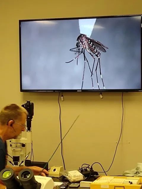 Identifying a mosquito under the microscope which is then displayed on a tv for educators to see.