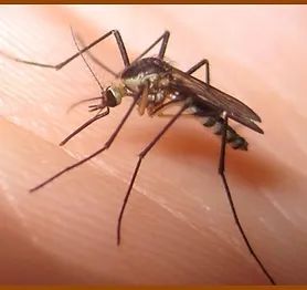 mosquito on a finger