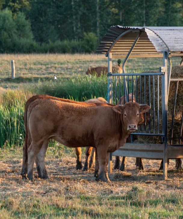 Cows feeding in a field 