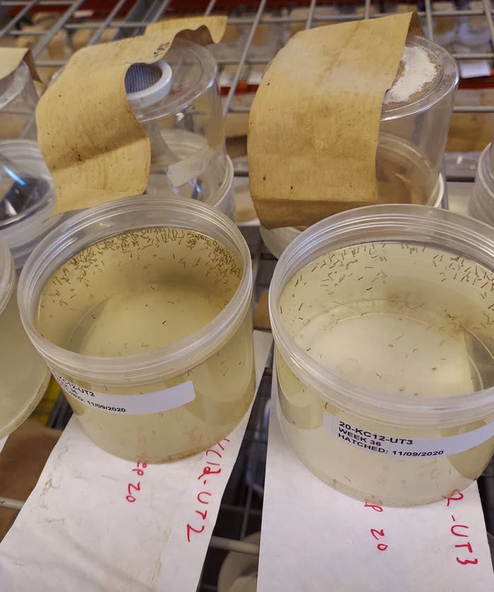 Mosquito larvae in liquid solutions 