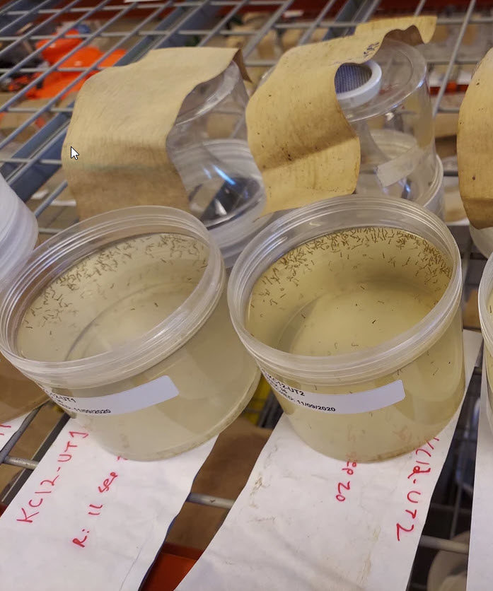 Mosquito larvae in liquid solutions 