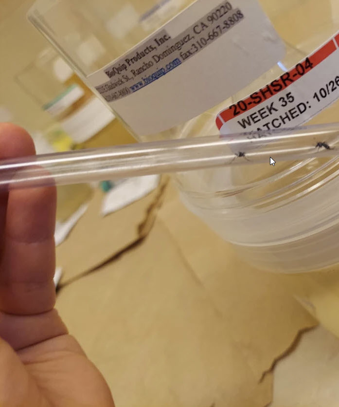 Two mosquitos in a sampling tube 