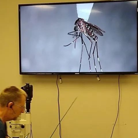 Large monitor in the lab showing a picture of a mosquito 