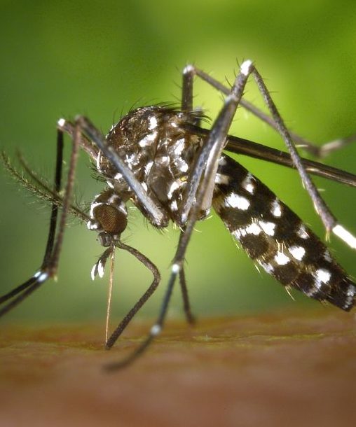 Close-up photo of a mosquito 