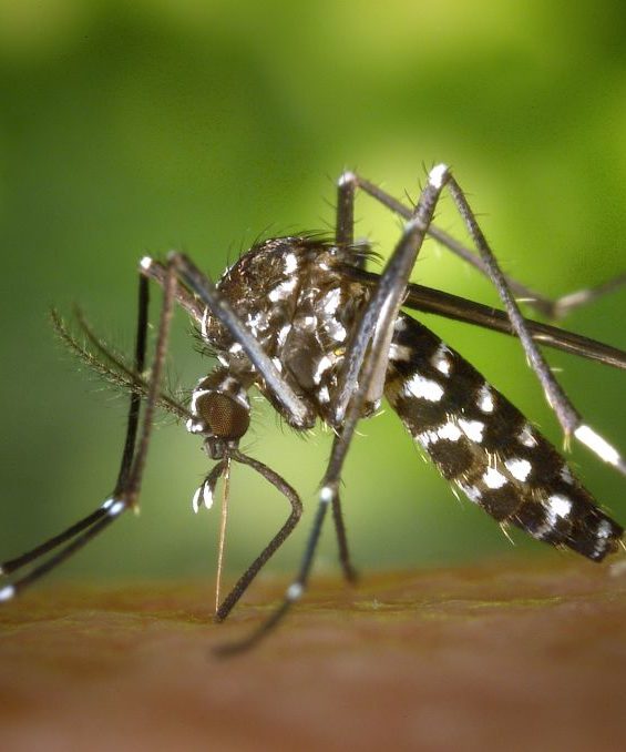 Close-up photo of a mosquito 