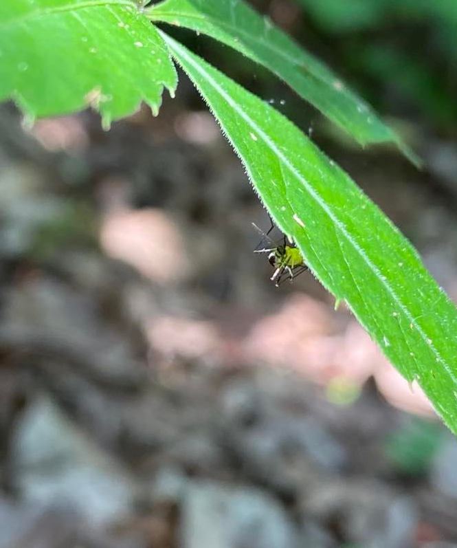 Mosquito on the bottom of a leaf 