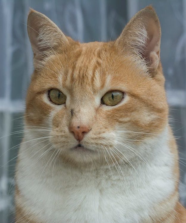 Mosquito on a cat's nose 